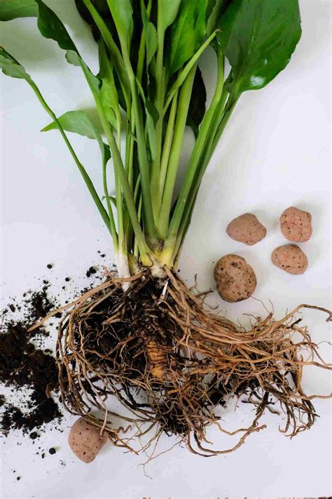 Peace Lily Care Indoors - How to Grow Peace Lily (Spathiphyllum)