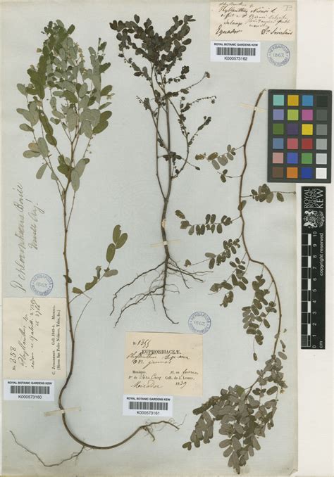 Phyllanthus Niruri L Plants Of The World Online Kew Science