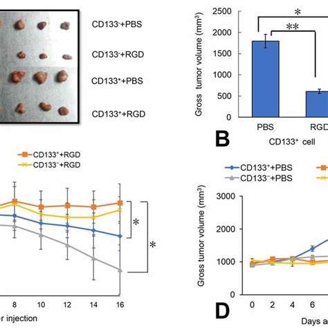 Effect Of RGD Peptide On Tumor Growth In Vivo Nude Mice Were