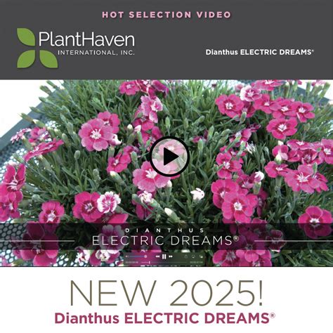 PlantHaven Hot Selection Video Dianthus ELECTRIC DREAMS PlantHaven