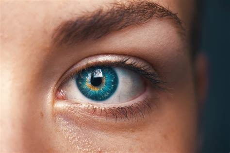 Ocular Disease Daniel H Mallory Od