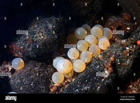 Atlantic Salmon Eggs Hi Res Stock Photography And Images Alamy