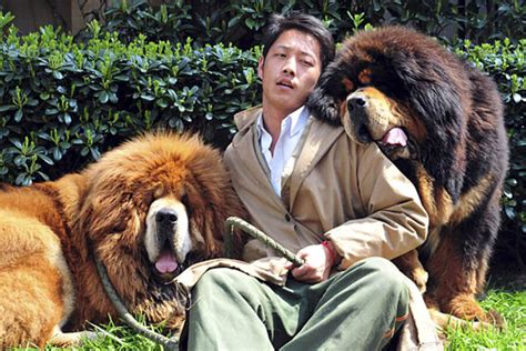 Tibetan Mastiff Twins Sell For Record Breaking 3 Million In China