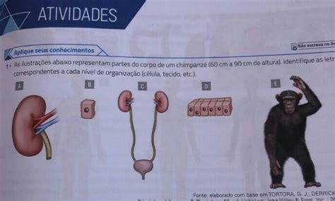 1 As ilustrações abaixo representam partes do corpo de um chimpanzé 60