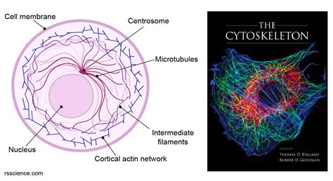 cytoskeleton  muscle   bone   cell definition