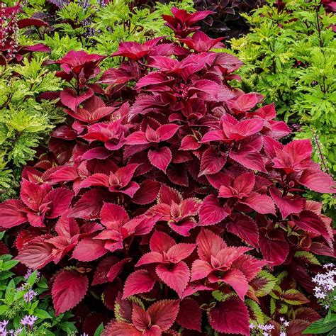 Mixed Coleus Seeds Flower Seeds32 Rooted Retreat