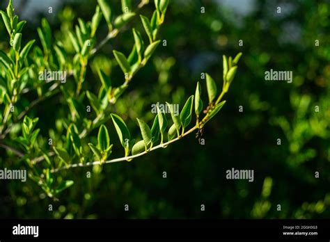 Tree Branches At Evening Stock Photo Alamy
