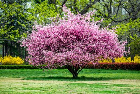 20 Ornamental Trees for Your Yard