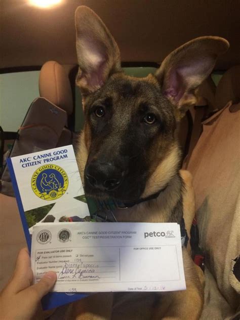 point  taping ear german shepherd dog forums