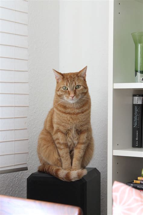 house cat breed with tiger