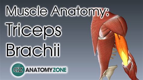 Triceps Brachii Muscle Origin Insertion Action 3d Model Anatomyzone