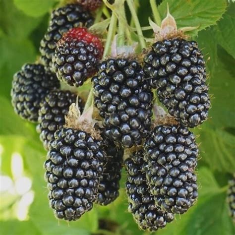 Ежевика Холс Бьюти: описание сорта и характеристики, особенности и ...