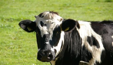 Nddb To Introduce Indigenous Sex Sorted Semen Technology For Milch Cow