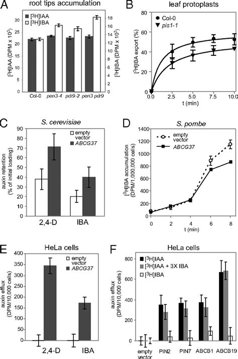 Arabidopsis PIS1 Encodes The ABCG37 Transporter Of Auxinic Compounds