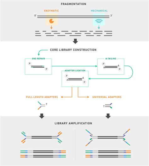 Enzymatic Fragmentation Kit | Twist Bioscience