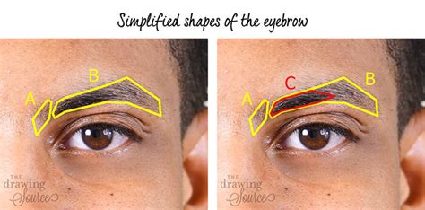 How To Draw Eyebrows Step By Step Realistic Drawing Tutorial