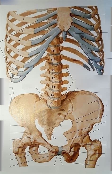 Bony Framework of Abdomen Diagram | Quizlet