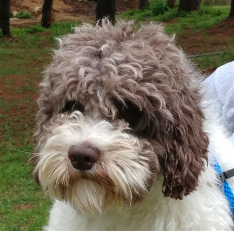 Meet Our Labradoodle Breeding Dogs at Snowy River