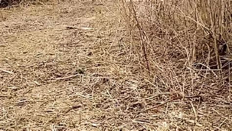 Watch My Ass Bounce While I Run Naked Xhamster