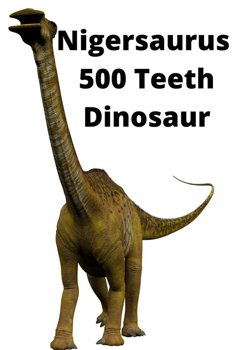 Discover the Fascinating Nigersaurus - The Dinosaur with 500 Teeth