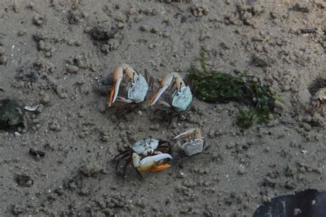Adventures With The Naked Hermit Crabs Plenty To See At Chek Jawa