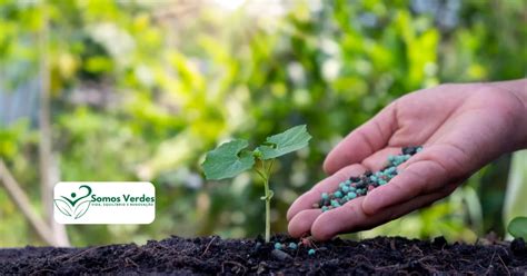 Qual O Melhor Adubo Para Planta Florir - Qual O Melhor Adubo Para Orquídea Florir Rápido : em 2026