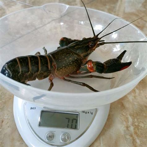 Jual Paket Lobster Air Tawar Konsumsi Ukuran 4 Inch Isi 10 Ekor Di