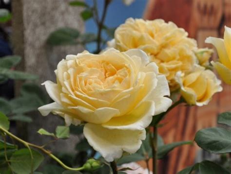 Роза Белла ди Тоди. (Bella di Todi) Ч/Г купить в интернет-магазине ...