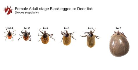 how to find ticks in your home