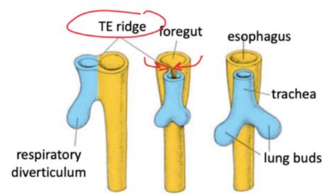 Lung Embryology Flashcards Quizlet