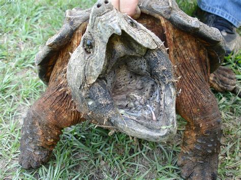 Real Monstrosities: Alligator Snapping Turtle