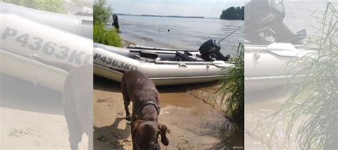 Лодка пвх 340 баджер купить в Самаре | Транспорт | Авито