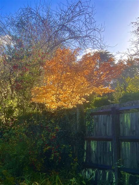Magic Acer Rautumn