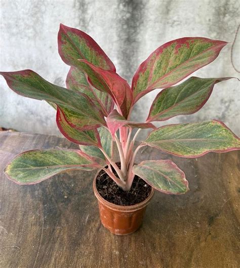 Clay Aglaonema Lipstick Plant At Rs 100unit In New Delhi Id