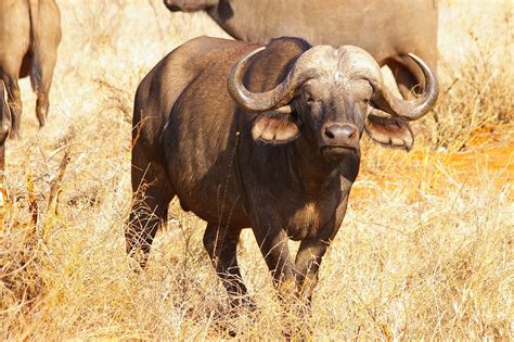 1,000+ Free Buffalo Herder & Buffalo Photos - Pixabay