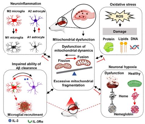 Molecular Mechanisms Of PBM Treatment In AD The Improvement Of