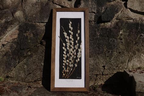 Real Pressed Pussy Willow Botanical Art Home Decor SIGNED Etsy