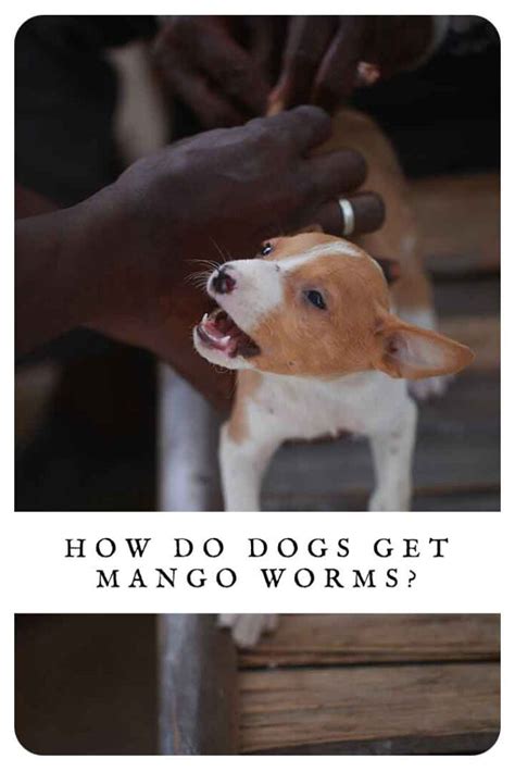 What Is Mango Worms In Dogs at Olga Trevino blog