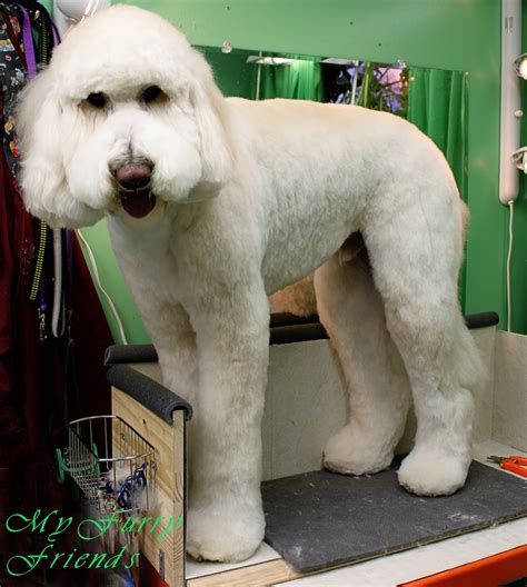 How To Groom A Matted Poodle