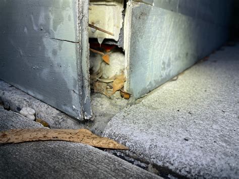 Is Your Termite Barrier Hiding A Problem? - Pesties.au