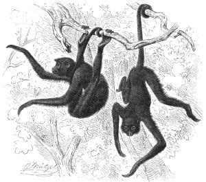 11 9 Testing Trivers Willard In Spider Monkeys Introduction To The Evolution Biology Of Sex