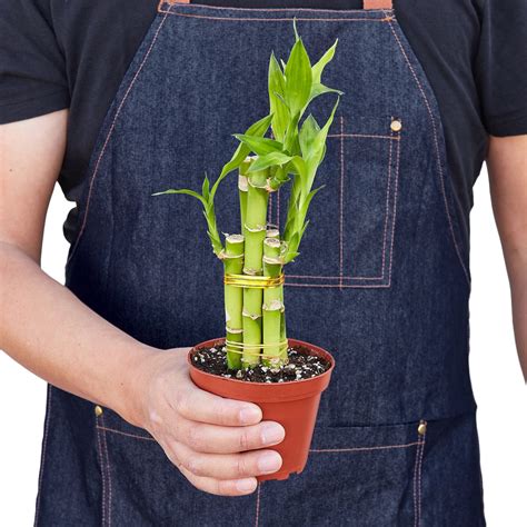 Dracaena Lucky Bamboo — House Plant Wholesale