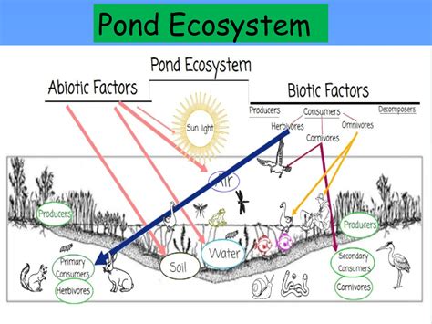 lesson  ecosystem biotic  abiotic factor pptx