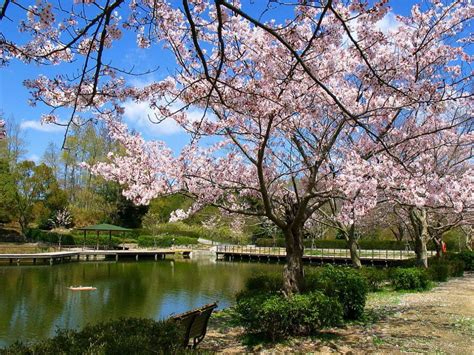gambar taman bunga sakura  indah pernik dunia foto cherry blossom