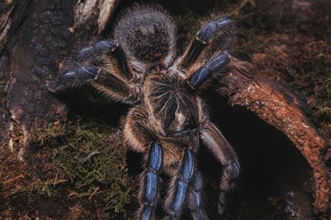Harpactira Pulchripes Female Sh 2 Arachnoboards