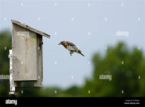 Baby Bluebirds Hi Res Stock Photography And Images Alamy