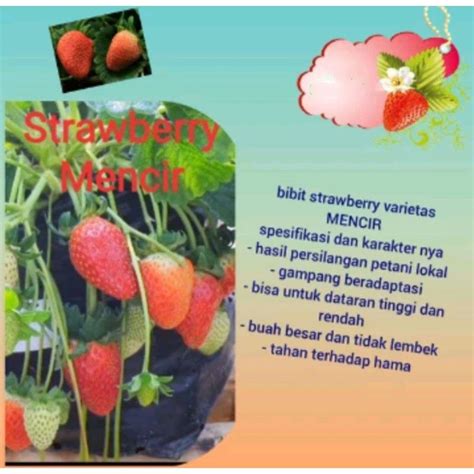 Jual Bibit Strawberry Mencir Shopee Indonesia