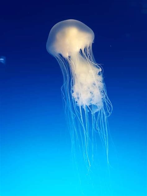 Spiritual Meanings Of A Jellyfish The True Symbolism