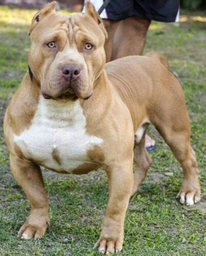 Foto De Pitbull Monster - Pit Monster - Conheça a raça de cachorros Pit Bull Monster!