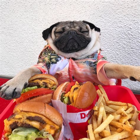 tobi blog  pug instagram accounts  totally gushing